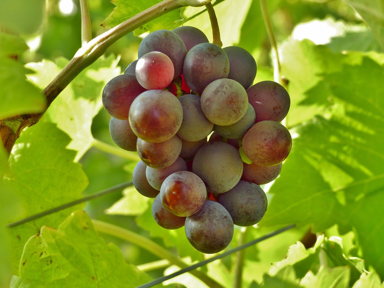 Cool November Wine Specials!